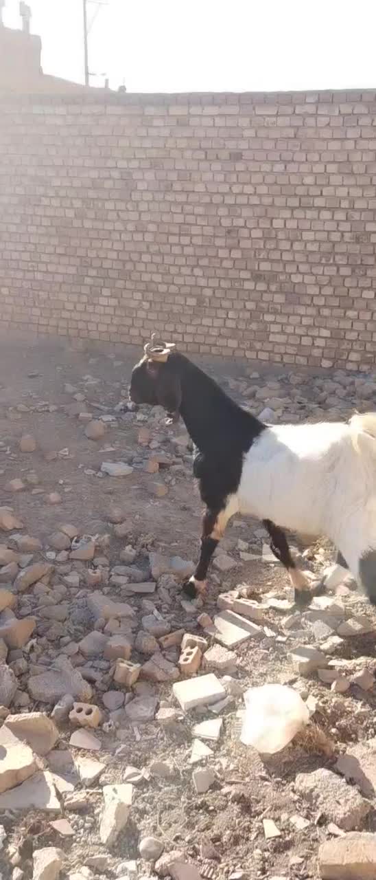 چپش بز بزغاله میش|حیوانات مزرعه|نجفآباد, حومه نجف آباد|دیوار