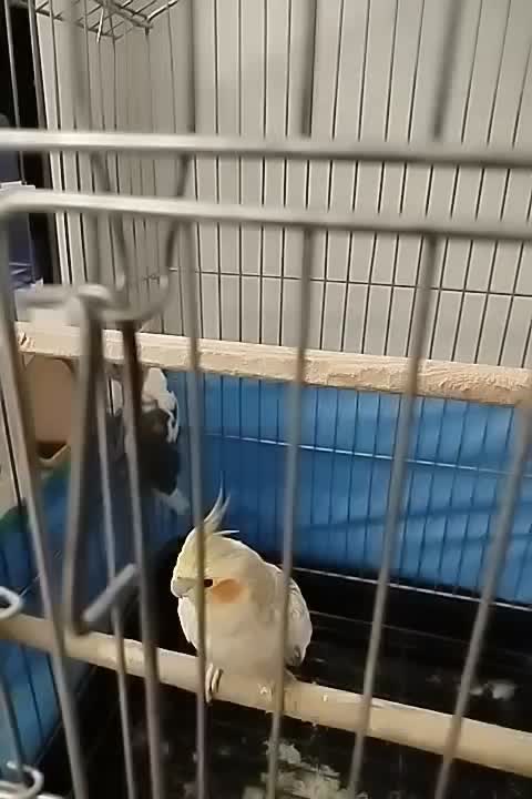 3تاعروس هلندی 1نر و 2ماده|پرنده|اندیشه, اندیشه فاز ۵|دیوار