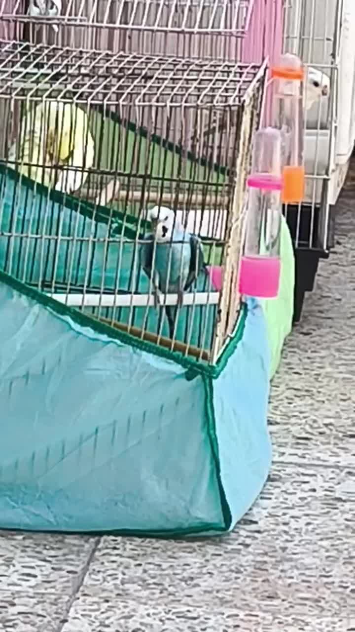 مرغ عشق نر خوش رنگ بالغ و مست مست شرطی|پرنده|کارون, |دیوار