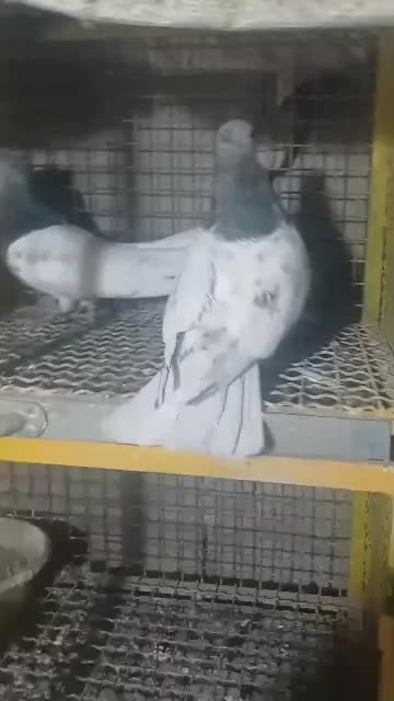 کفتر کبوتر مسافتی،شهری،بهبهونی،کله سبز،رنگی|پرنده|شیراز, گلستان|دیوار