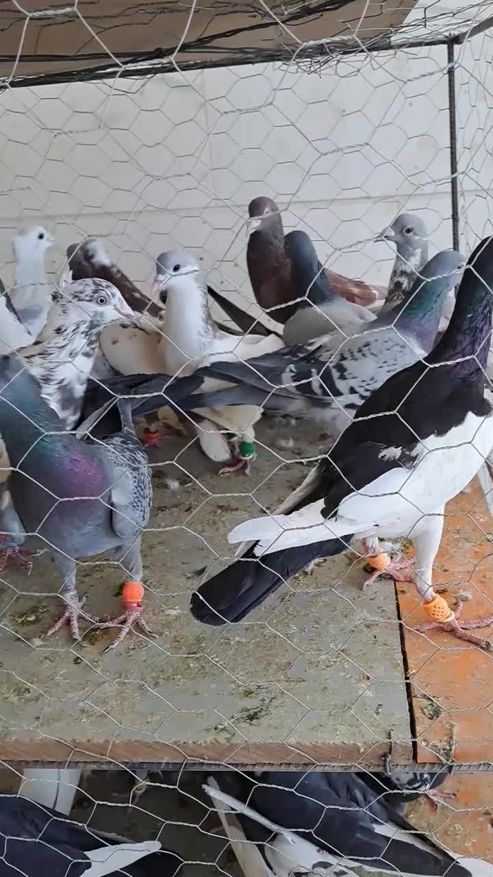 کبوتر ی بوم|پرنده|دشتابی, |دیوار