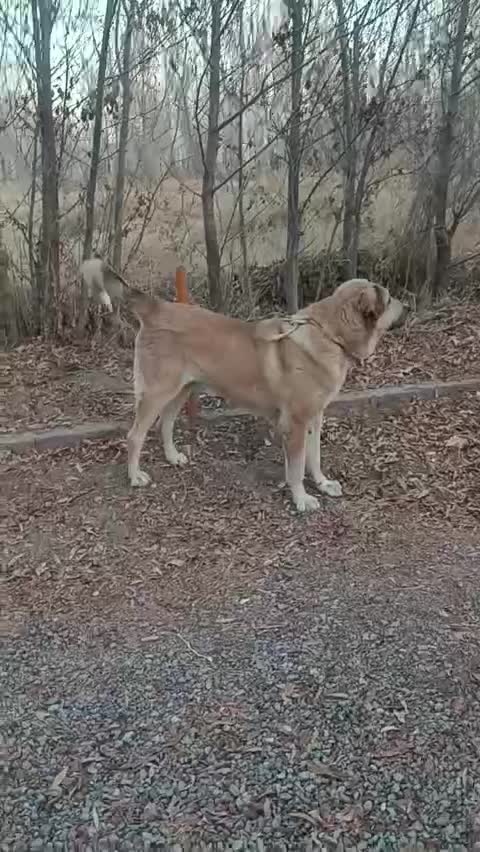 فروش سگ پژدر خالص|سگ|سراب, |دیوار