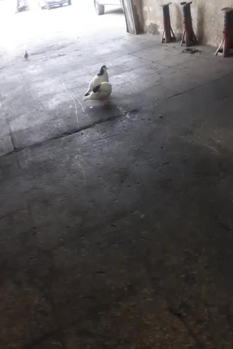 سلام|پرنده|تهران, صاحب الزمان|دیوار