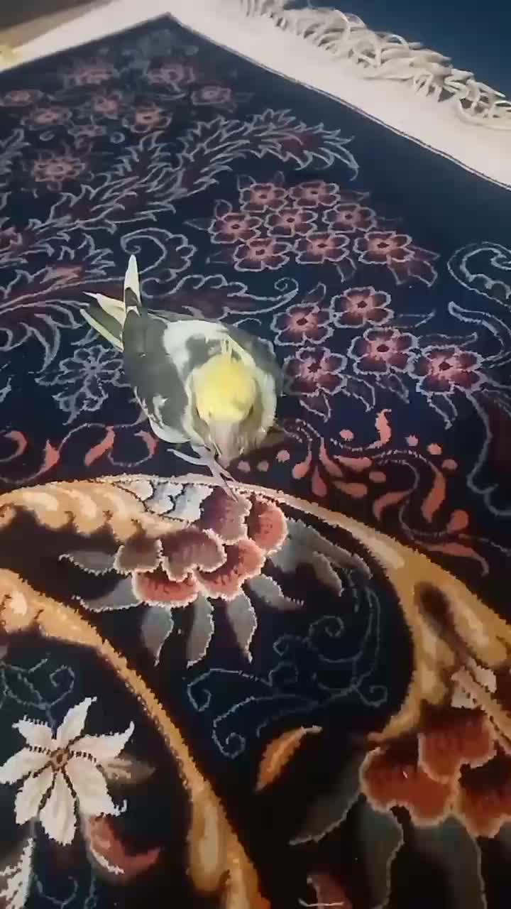 عروس هلندی|پرنده|قم, شهر قائم|دیوار