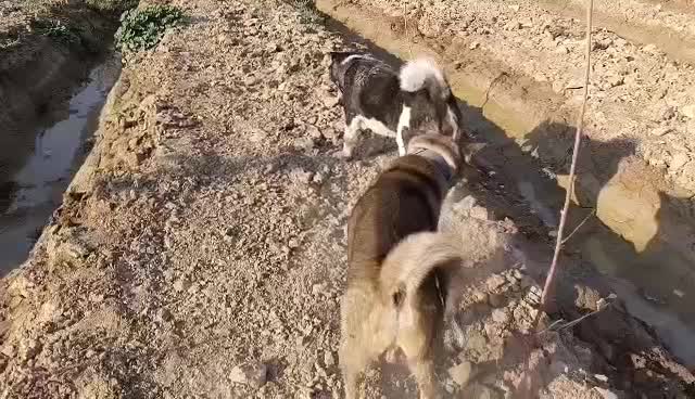 سگ آکیتا /نر|سگ|پاکدشت, پاکدشت (مامازند)|دیوار