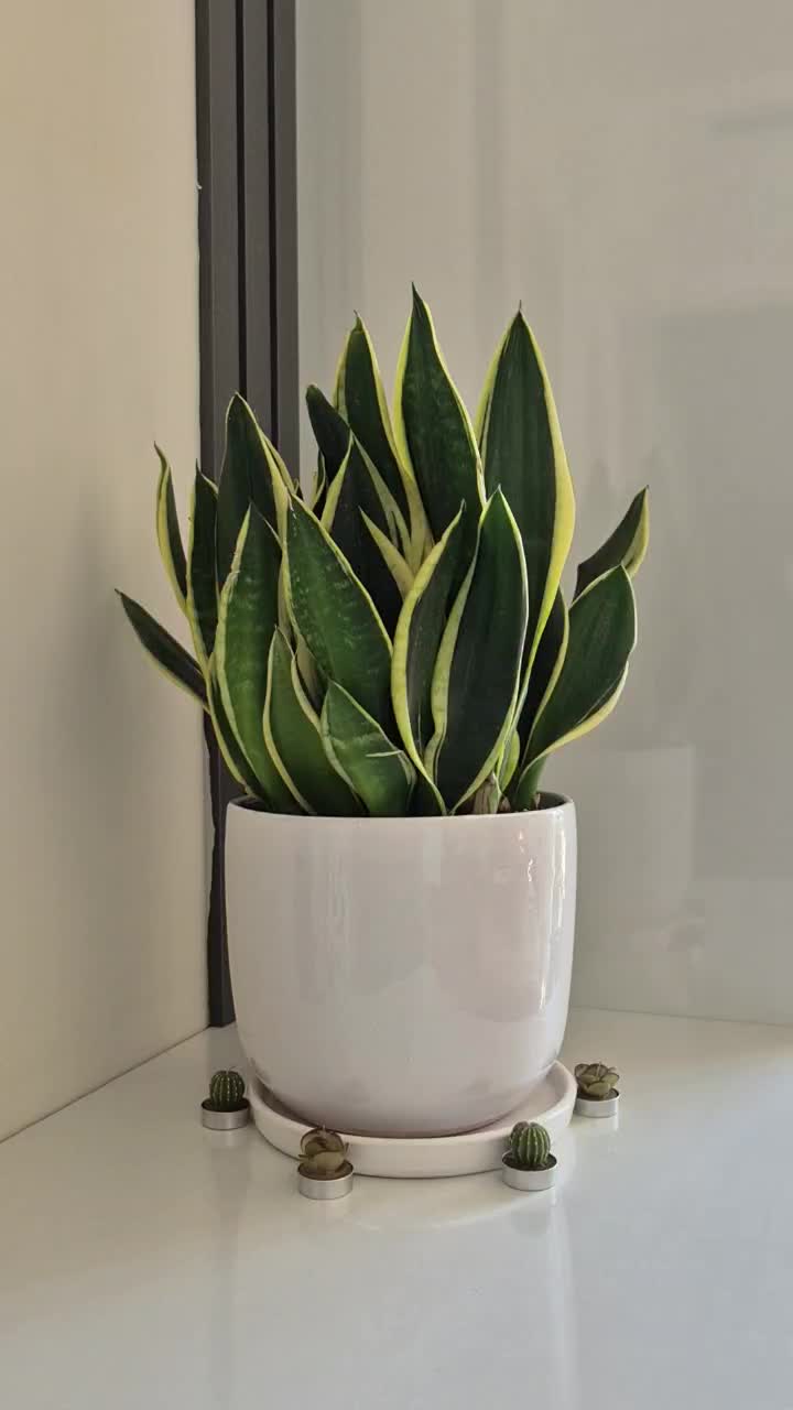 فروش گلدان های آپارتمانی شیک و ترند|گل و گیاه طبیعی|تهران, نارمک|دیوار