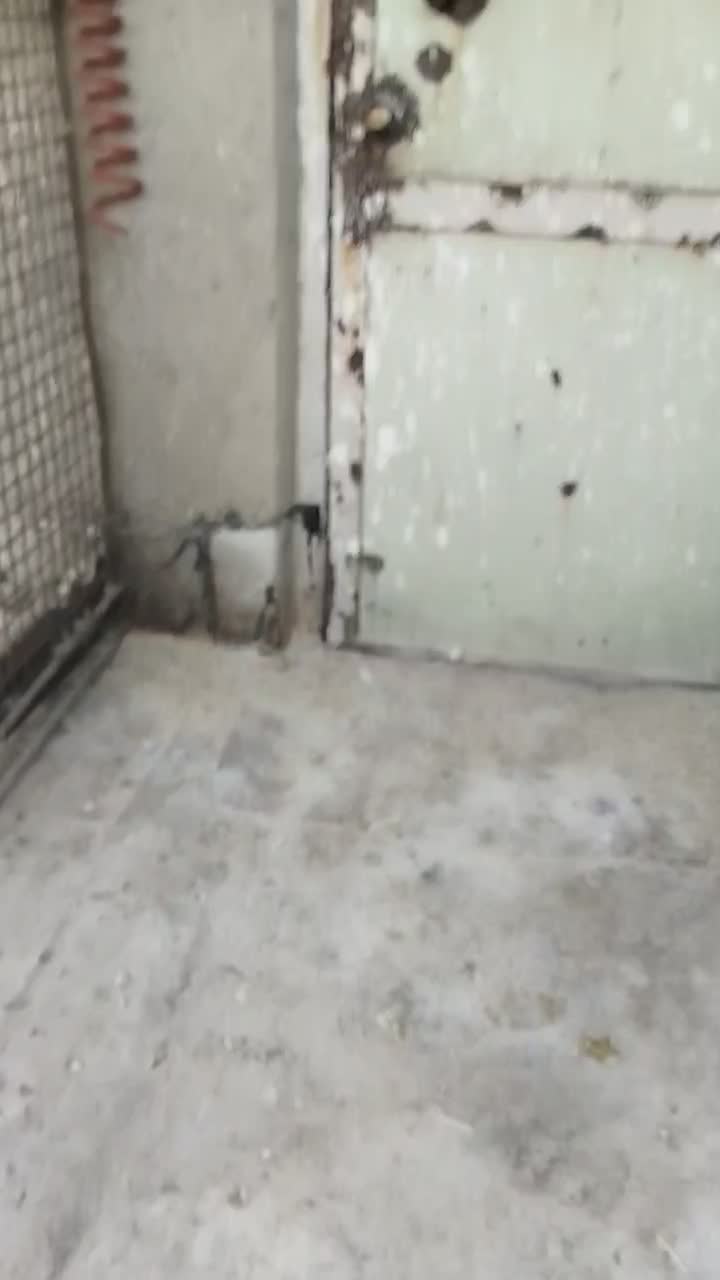 کفتر|پرنده|همدان, |دیوار