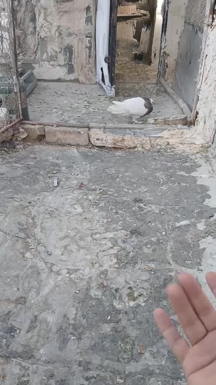 طوقی|پرنده|شیراز, شهرک دارایی|دیوار