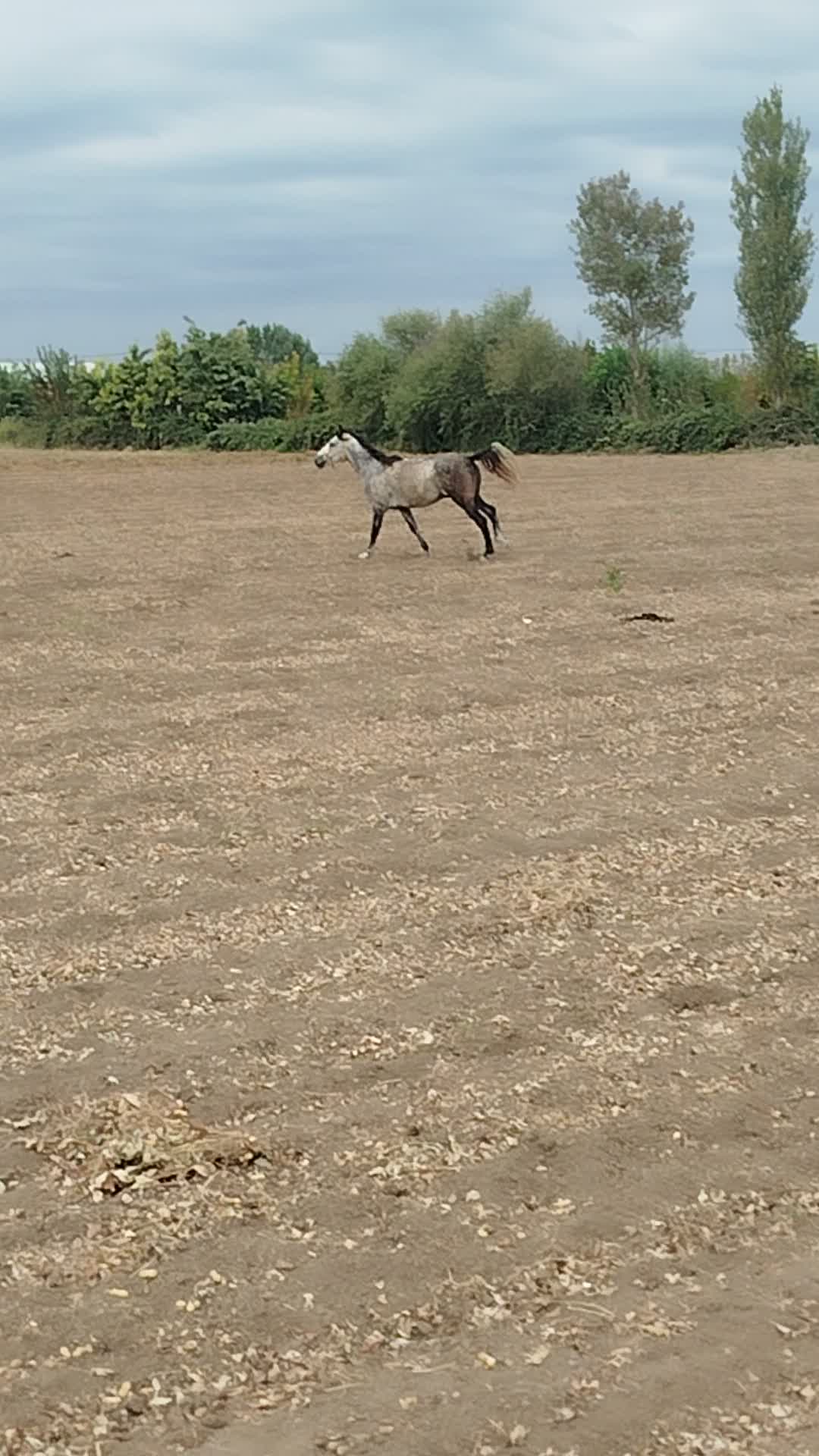 اسب|اسب و تجهیزات اسبسواری|پارسآباد, |دیوار