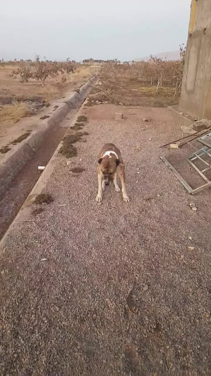 واگذاری سگ افغان گله ای ونگهبان|سگ|راور, |دیوار