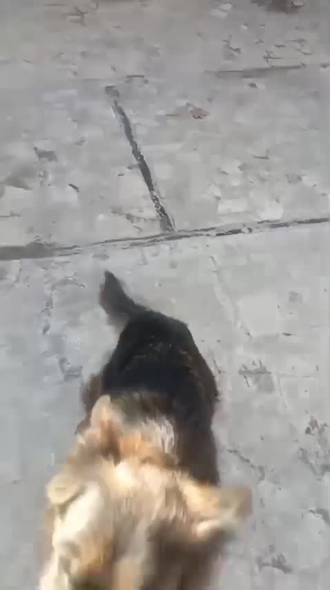 سگ ژرمن  ماده|سگ|گرگان, |دیوار