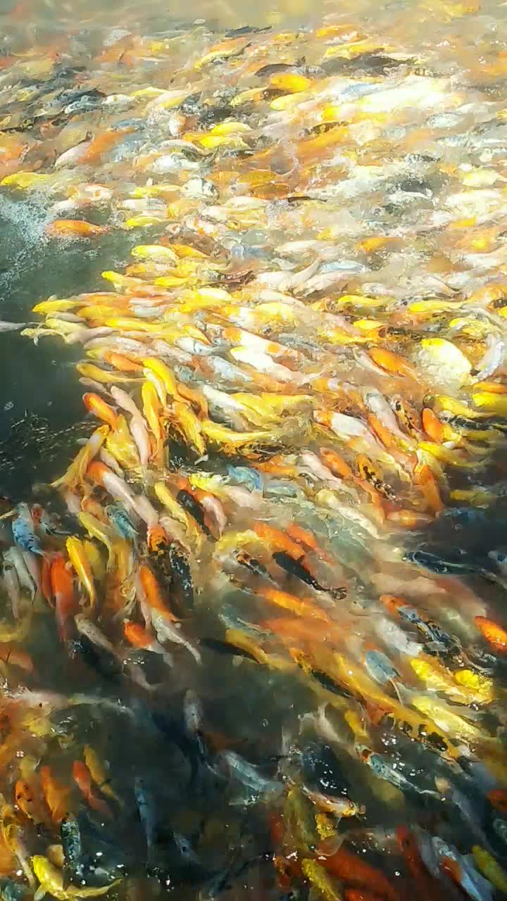 ماهی کوی در انواع رنگ و نژاد(حتی تکی)|ماهی|رشت, جانبازان|دیوار