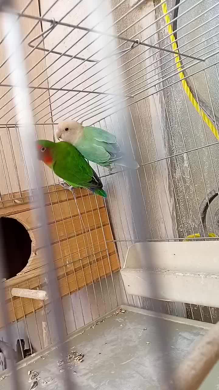 طوطی برزیلی|پرنده|ری, شهرک نظامی|دیوار