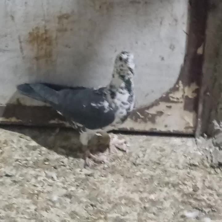 سینه سفید ماده|پرنده|فیروزآباد (فارس), |دیوار