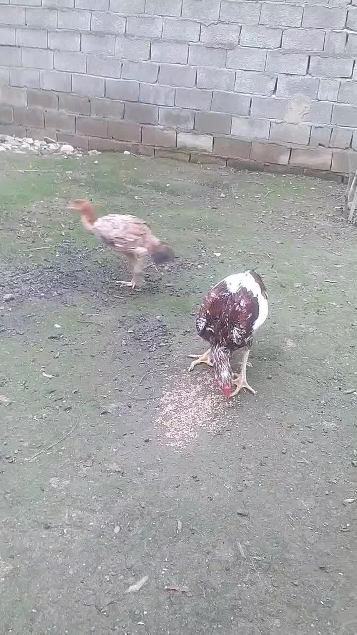 خروس لاری افغان|حیوانات مزرعه|ساری, |دیوار