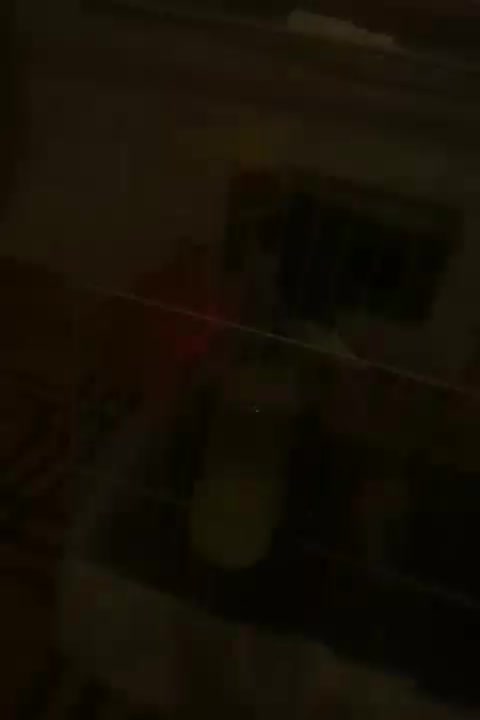 عروس هلندی|پرنده|تربت جام, شاهد|دیوار