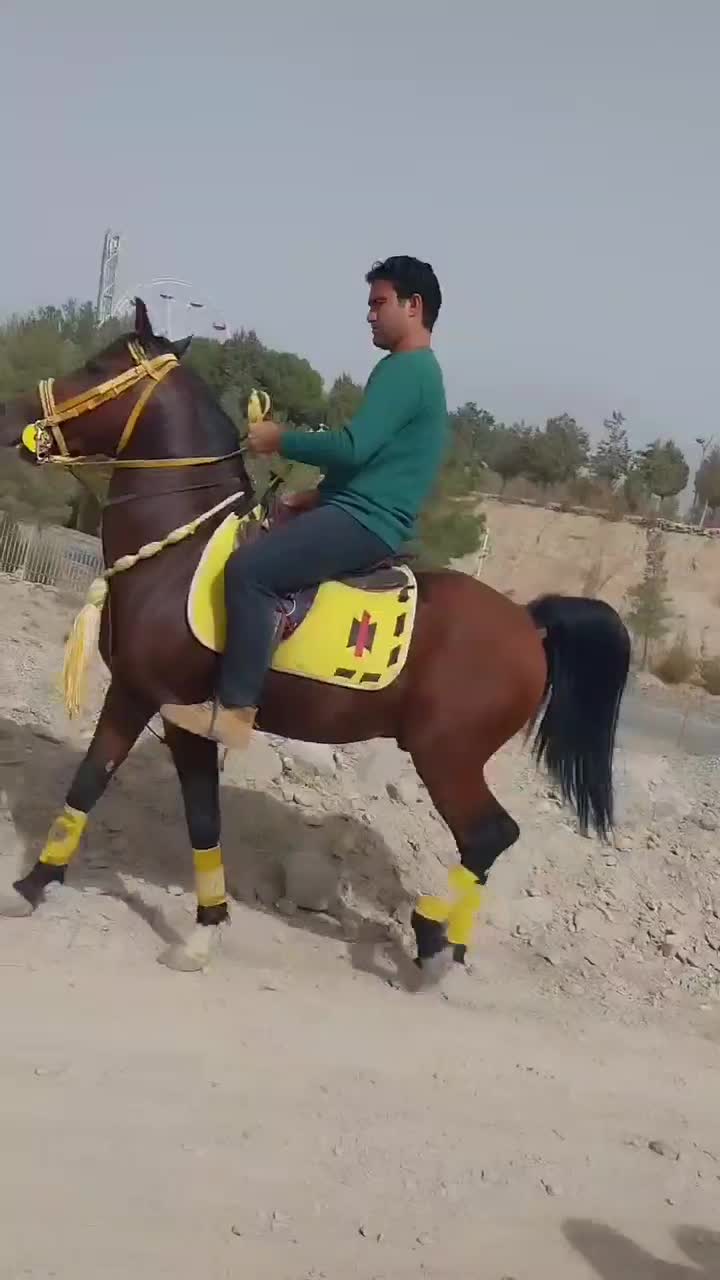 اسب نریان کرد اصیل پرخون|اسب و تجهیزات اسب‌سواری|کاشمر, |دیوار