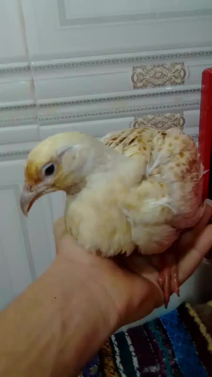 مرغ آشتی آلبینو|حیوانات مزرعه|بندرعباس, |دیوار