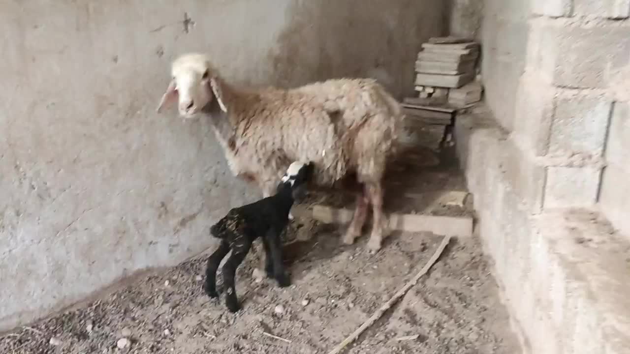 میش،ترکی با بره ماده جوان هیکلی شکم دوم|حیوانات مزرعه|وحدتیه, |دیوار