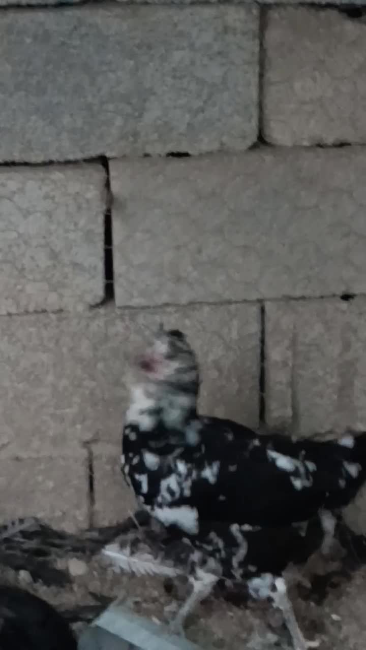 مرغ و خروس گلین|حیوانات مزرعه|آبپخش, |دیوار