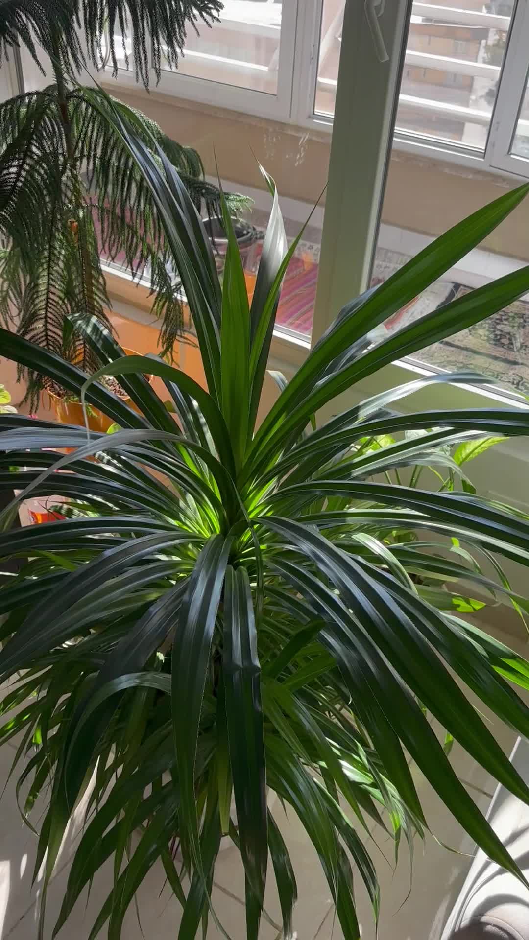 فروش گل|گل و گیاه طبیعی|سنندج, |دیوار