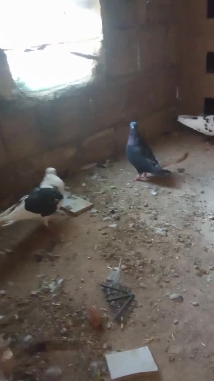 کفتر رنگه|پرنده|زهان, |دیوار