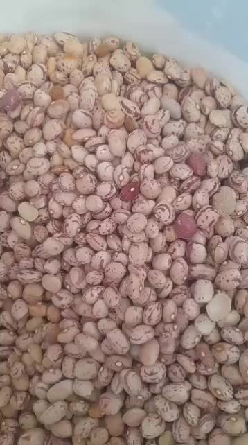 لوبیا چیتی بار لوکس موجود است|عمده‌فروشی|شیراز, ابیوردی|دیوار