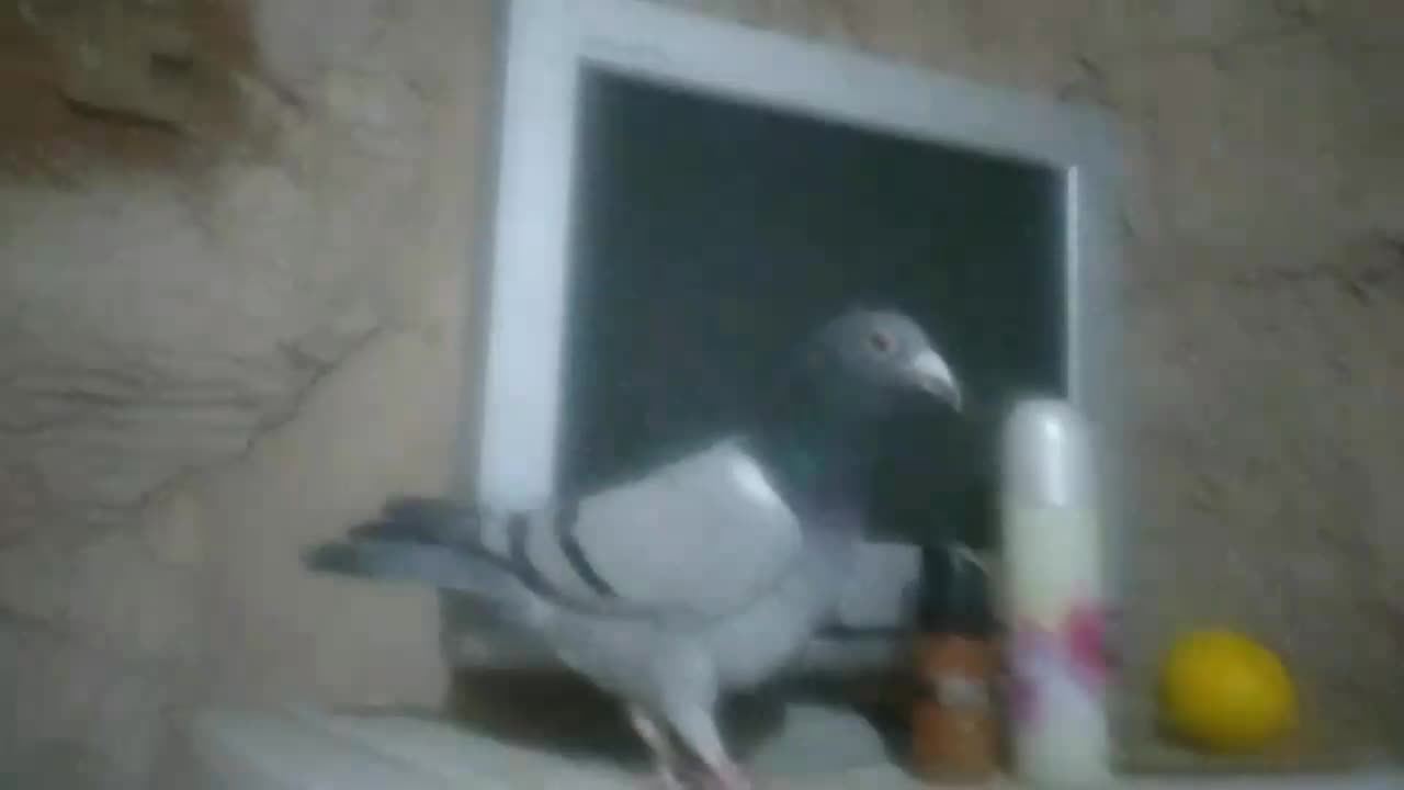 کبوتر،کفتر،پرنده نره،پلاکی|پرنده|فولادشهر, C4|دیوار