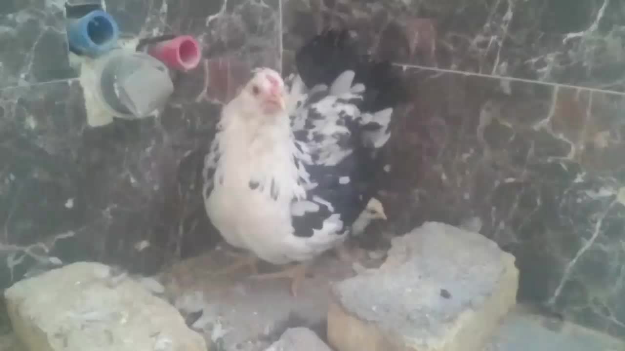 مرغ گلین لری . با جوجه|پرنده|مشهد, کوثر|دیوار