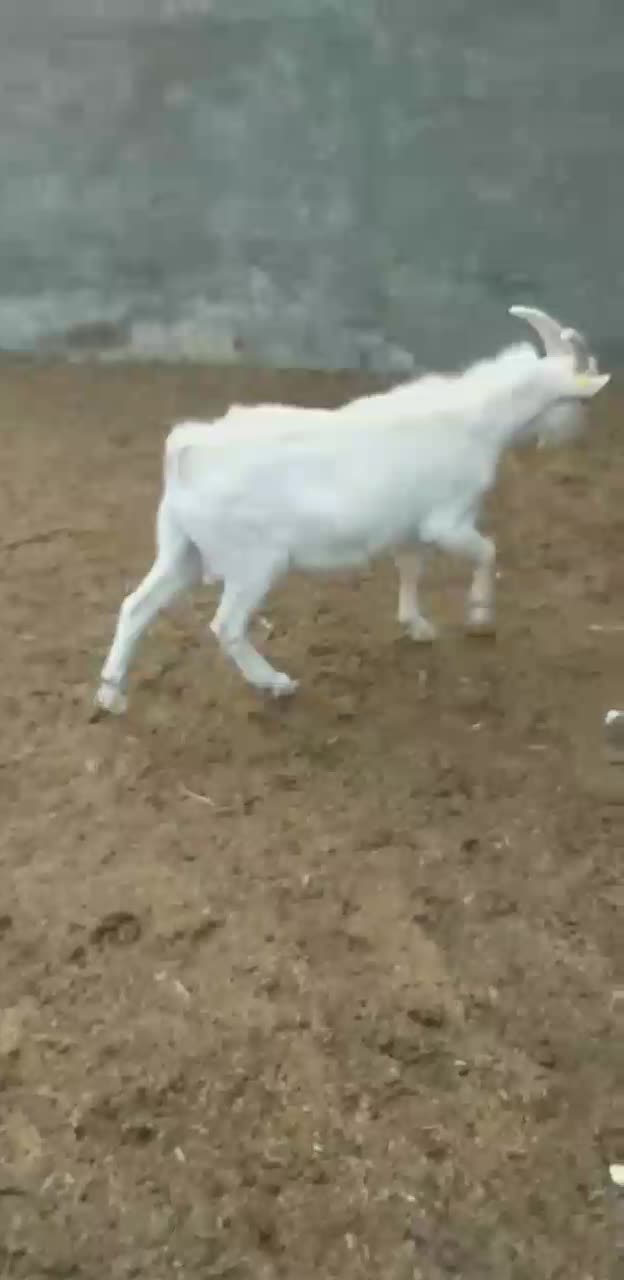 بزغاله سانن و دورگ سانن مناسب عقیقه|حیوانات مزرعه|کهک, |دیوار