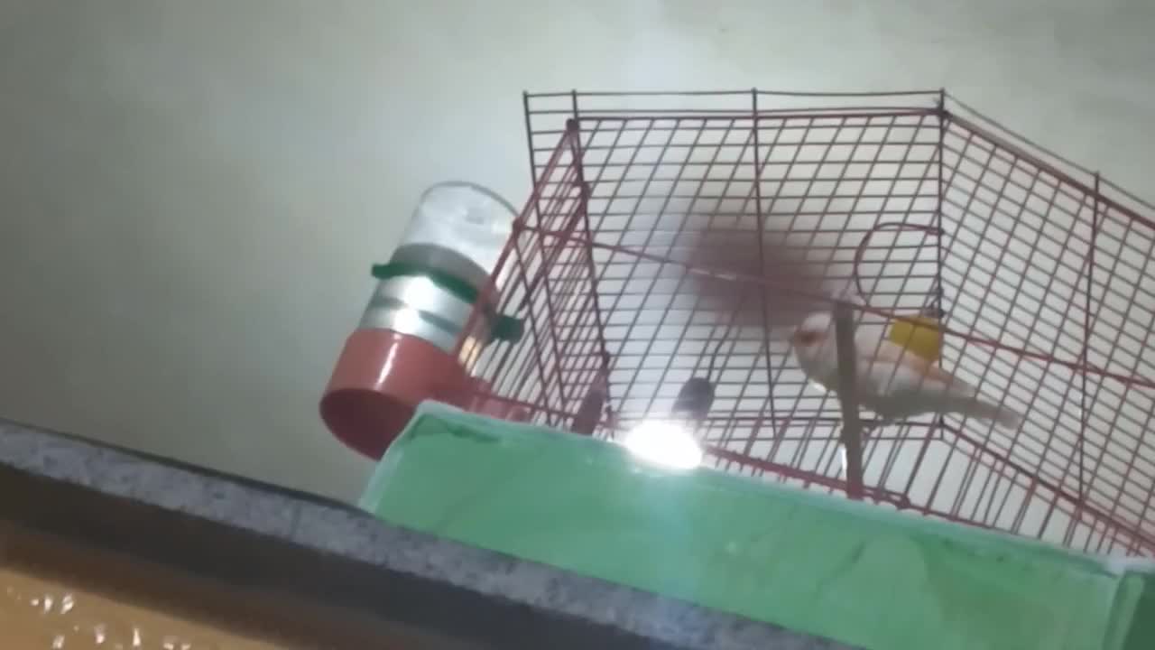 قناری نر|پرنده|سیرجان, |دیوار