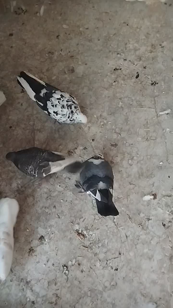 کفتر حسابی سرور،طوقی سرور مهر قیمت مناسب|پرنده|قم, نیروگاه|دیوار