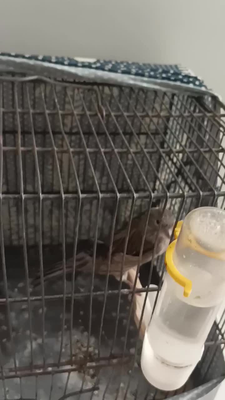 قناری ماده برای جفت سهره|پرنده|فردیس, فردیس|دیوار