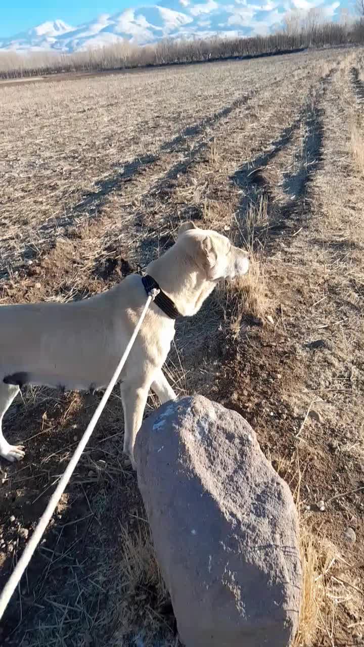 سگ سرابی ماده از7 نسل اصیل|سگ|مشگین شهر, |دیوار