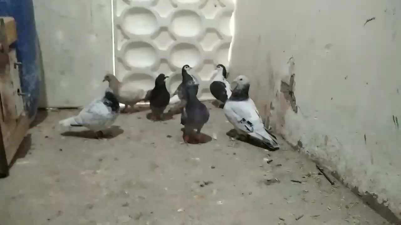 کفتر جفتگاه|پرنده|سبزوار, قاضی زاد|دیوار