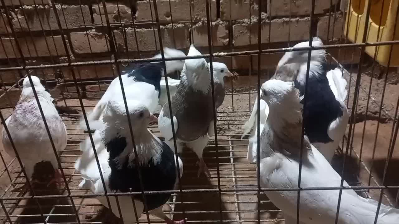 پرنده طوقی|پرنده|حمیدیه, |دیوار