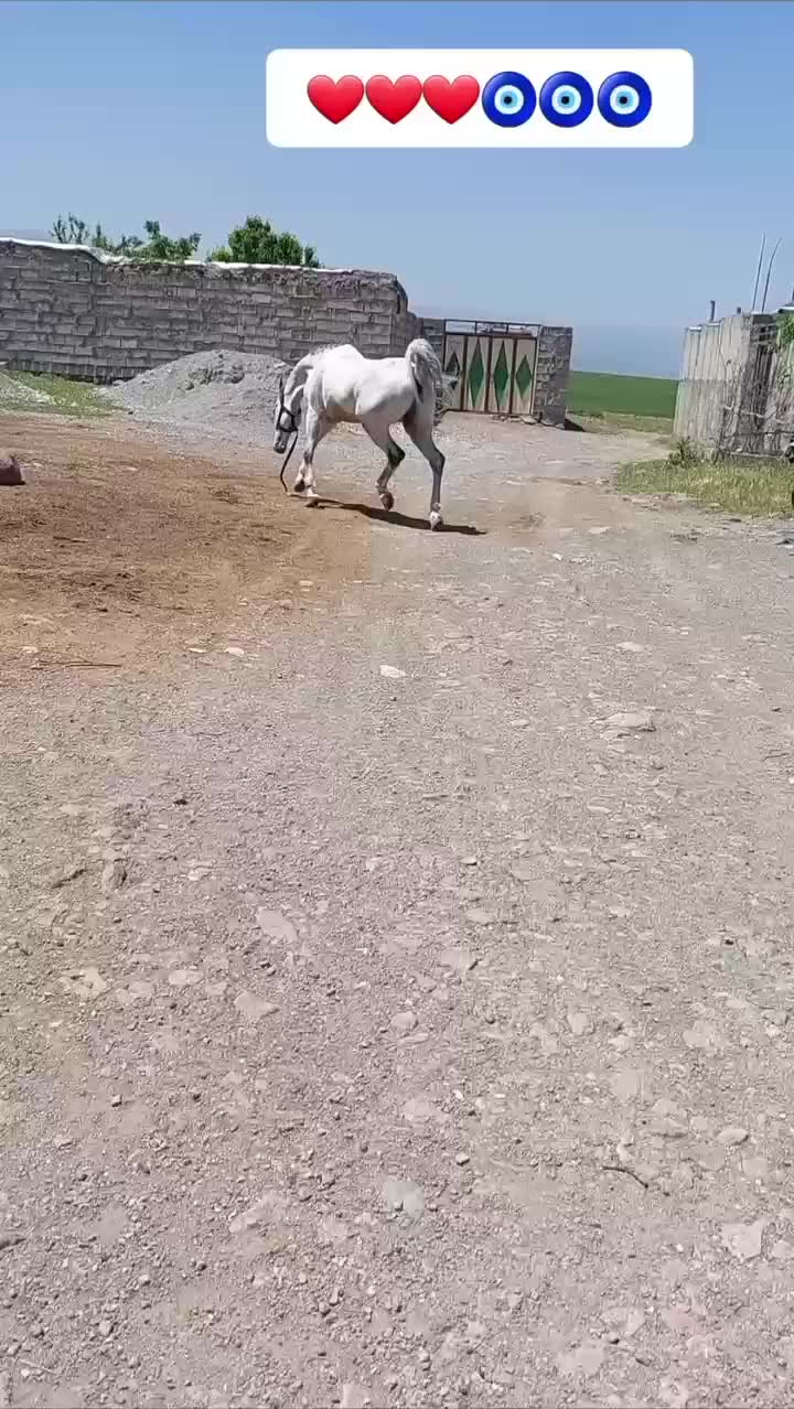 اسب اصیل نریان عرب وکرد وفروش تعدادی مرغو خروس|اسب و تجهیزات اسب‌سواری|مشگین شهر, |دیوار