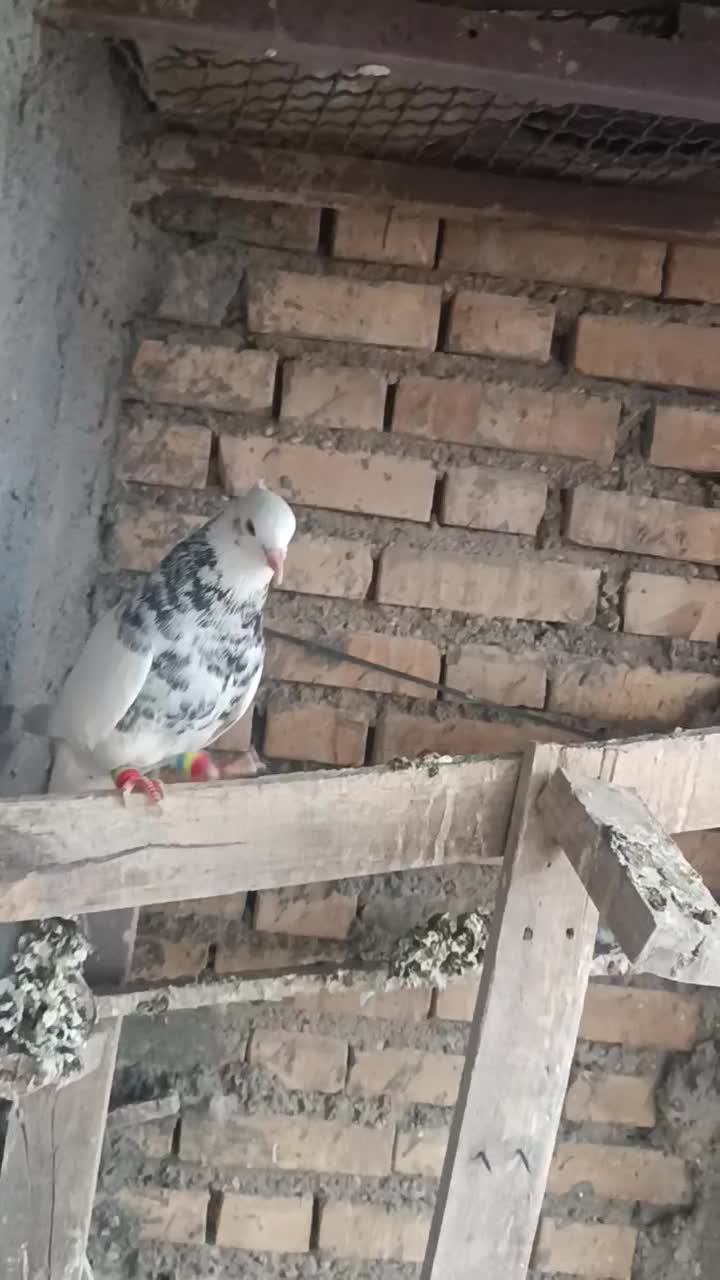 نر طوقی|پرنده|دزفول, |دیوار