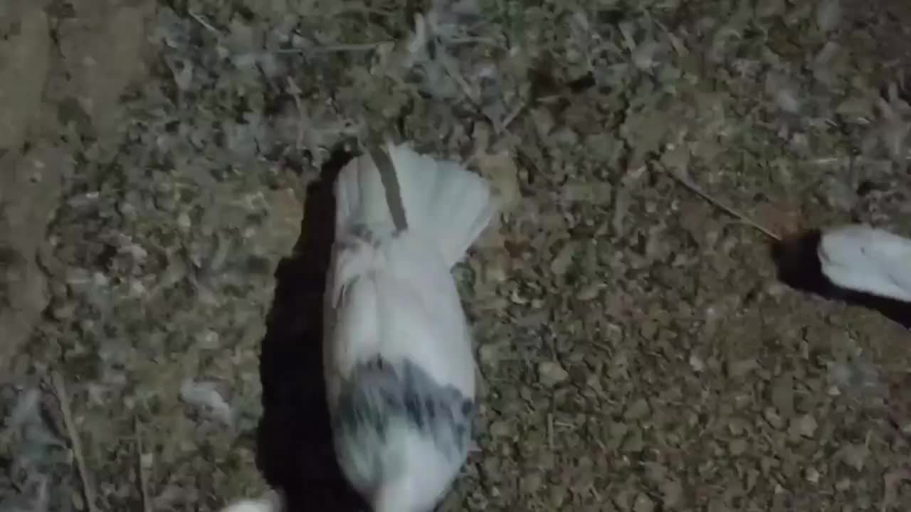 طوق‌الماسی‌نر|پرنده|طبس, |دیوار