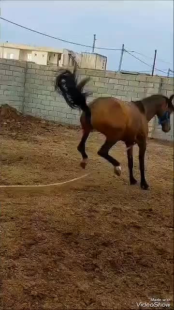 اسب ترکمن|اسب و تجهیزات اسبسواری|قرق, |دیوار