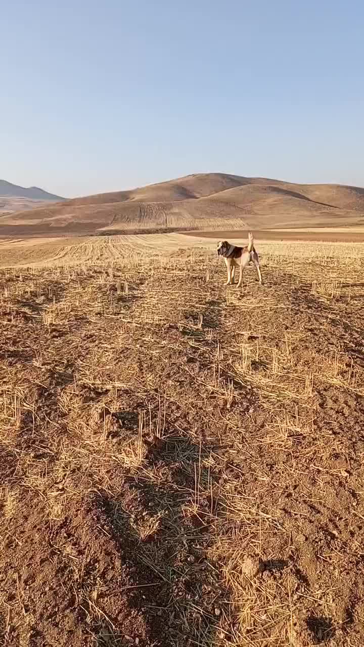 واگذاری آلابای اصیل|سگ|گلپایگان, |دیوار