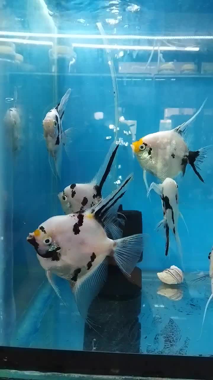 انواع ماهی و تجهیزات آکواریوم|ماهی|اصفهان, شهرک ولیعصر|دیوار