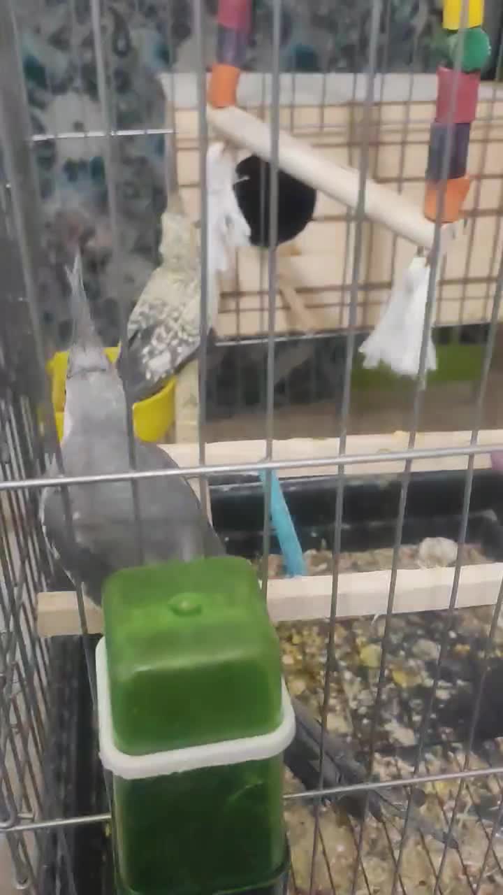 عروس هلندی مولد|پرنده|همدان, |دیوار