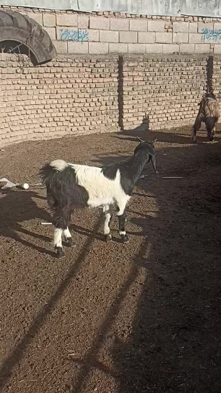 بزغاله ماده ،جنس دار مخصوص داشتی|حیوانات مزرعه|آق قلا, |دیوار