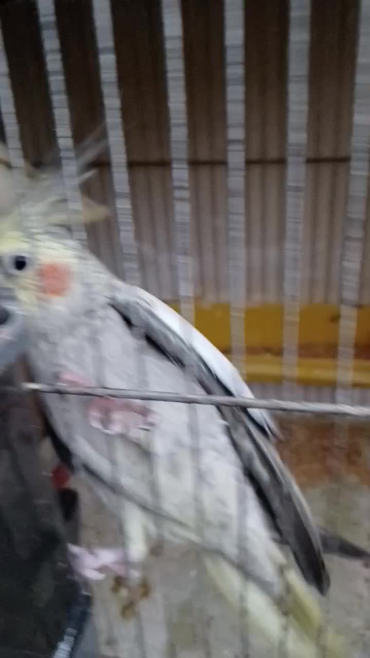 جفت عروس هلندی مولد با کیفیت|پرنده|اردبیل, |دیوار