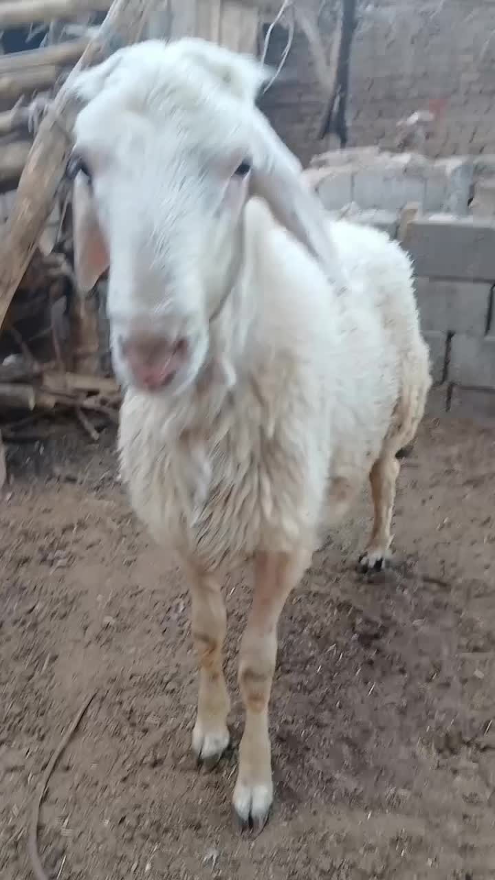 بره قوچی|حیوانات مزرعه|تربتحیدریه, آغوی|دیوار