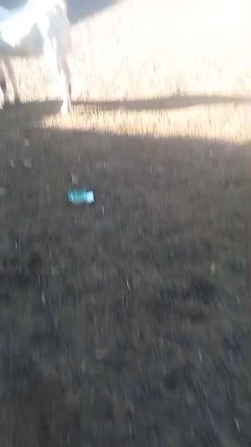 دوعدد نربز پاگستانی درجه یک|حیوانات مزرعه|داران, |دیوار