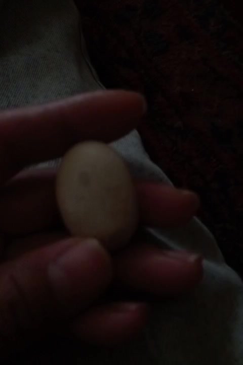 سنگ|کلکسیون اشیاء عتیقه|بجنورد, |دیوار