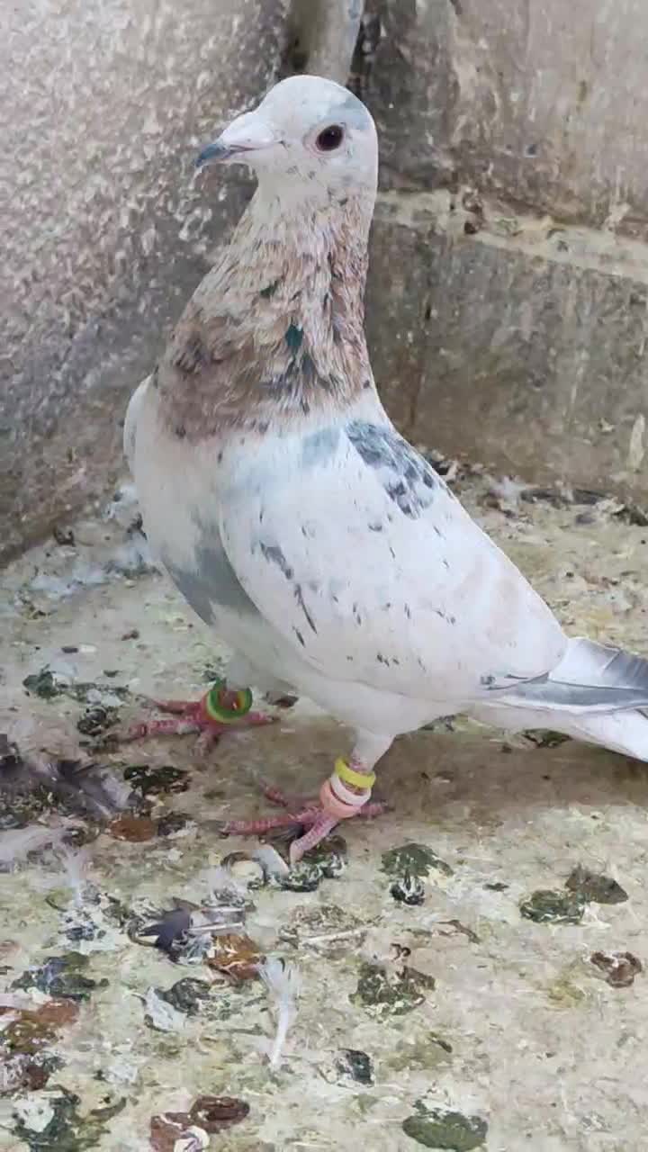 کله هما لکه دار|پرنده|کاشمر, |دیوار