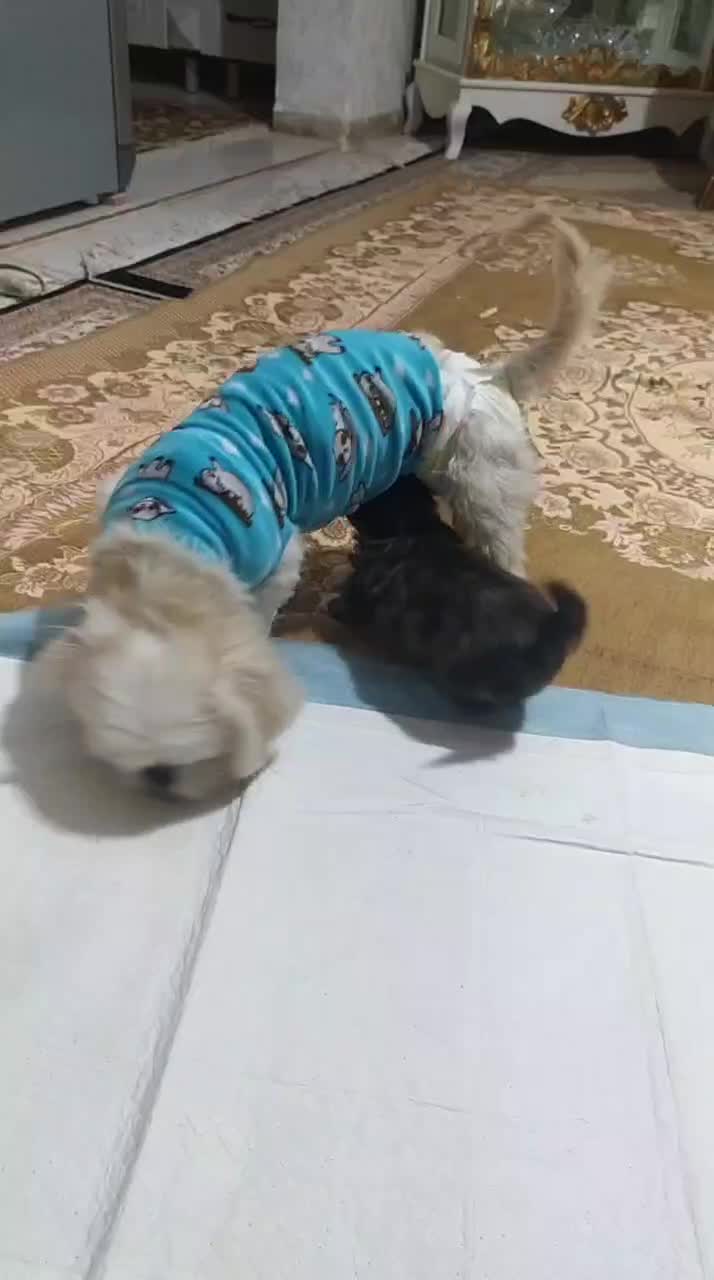 توله شیتزو فلت مینیاتوری اصل|سگ|پرند, فاز ۲|دیوار